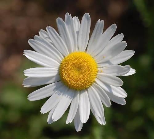 Pyrethrum Daisy Flower Seeds Heirloom Non-GMO High Germination Organic Garden Seeds for Planting
