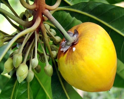 Canistel Seeds – Heirloom, Non-GMO, High Germination Organic Garden Seeds