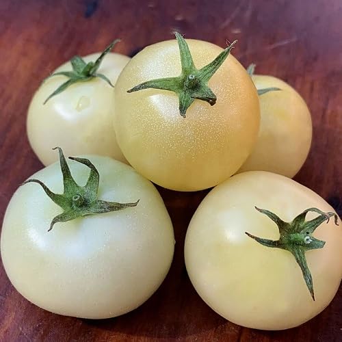 Tomato White Seeds – Heirloom, Non-GMO, High Germination Organic Garden Seeds Planting