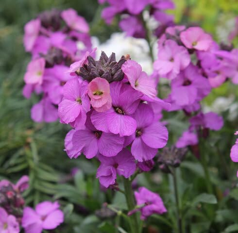 Semillas de Alhelí Morado (Erysimum Cheiri) – Tradicionales, sin OMG, de Alta Germinación para Jardín Orgánico