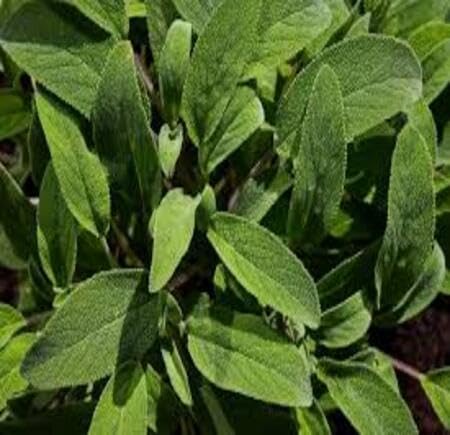 Green Sage herb seeds