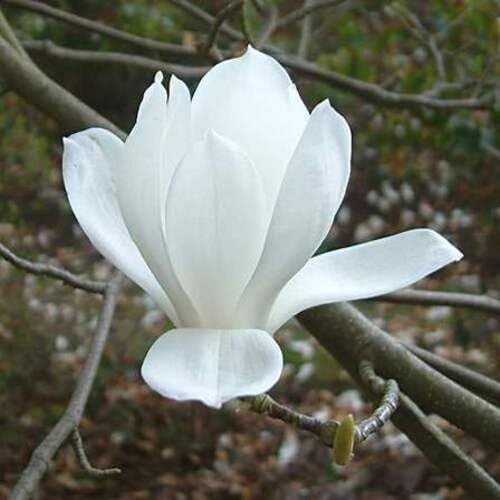 White Yulan Flower Seeds – Heirloom Non-GMO High Germination Organic Garden Seeds