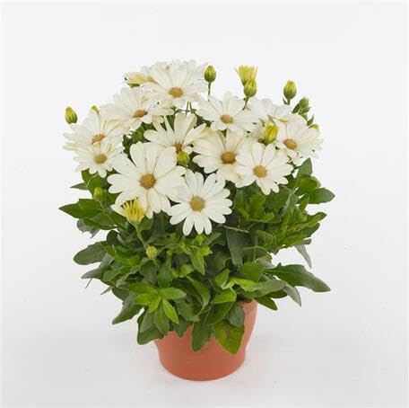white osteospermum flower seeds