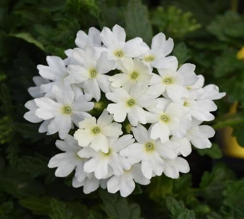 Semillas de flor de verbena blanca – Cimera, sin OGM, semillas orgánicas de alta germinación