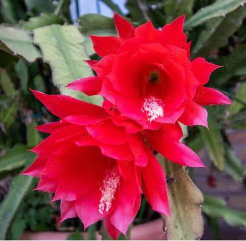 Red Epiphyllum Cactus Flower Seeds for Planting – Heirloom, Non-GMO, High Germination Organic Garden Seeds