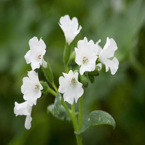White Pulmonaria Flower Seeds Heirloom Non-GMO High Germination Organic Garden Seeds