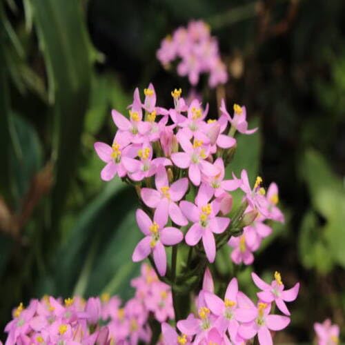 pinkgentianflowerheirloomnongmo flower seeds