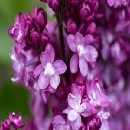 violetlilacflowerheirloomnongmo flower seeds