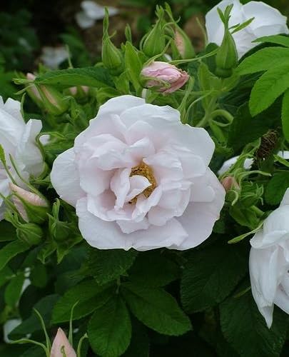 White Rugosa Rose Flower Seeds Heirloom Non-GMO High Germination Organic Garden Seeds for Planting