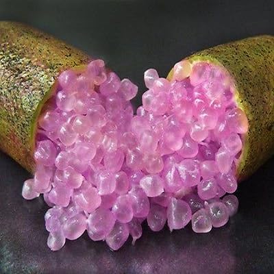 Pink Finger Lime Seeds – Heirloom, Non-GMO, High Germination Organic Garden Seeds