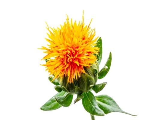 Safflower Yellow Seeds for Planting – Heirloom, Non-GMO, High Germination Organic Garden Seeds