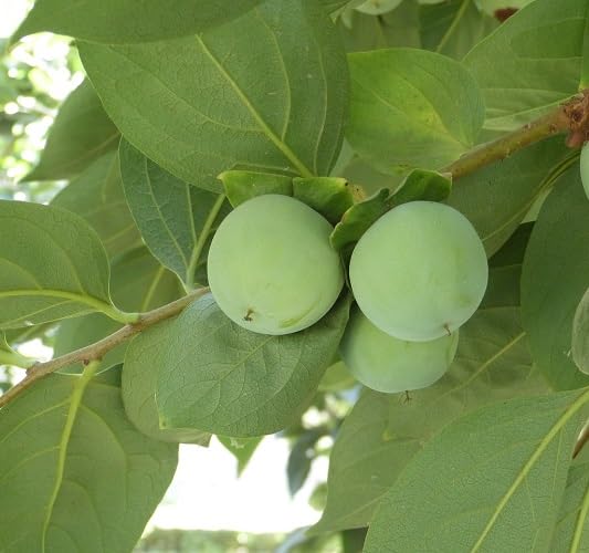 Green Permission Seeds – Heirloom, Non-GMO, High Germination Organic Garden Seeds