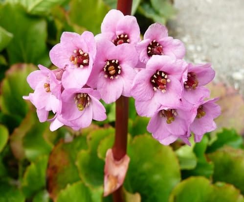 Rosa Statice Blumensamen – Alte Sorte, gentechnikfrei, keimstark, Bio-Gartensamen