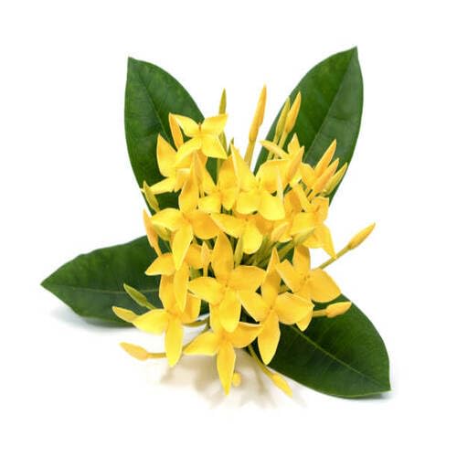 Yellow Ixora Flower Seeds – Heirloom Non-GMO High Germination Organic Garden Seeds