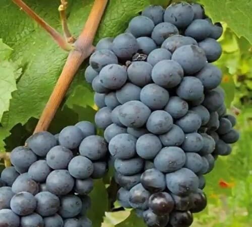 Black Grape Seeds – Heirloom, Non-GMO, High Germination Organic Garden Seeds