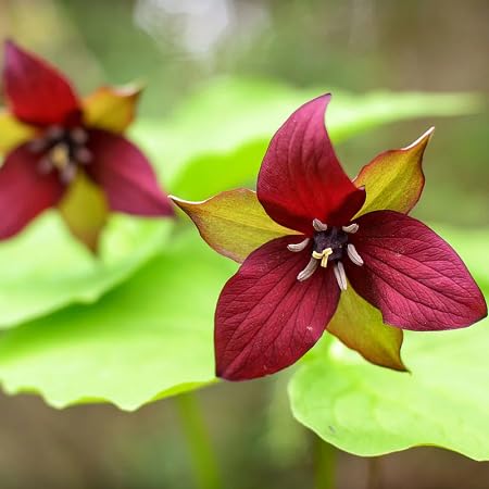 Trillium Flower Seeds Heirloom Non-GMO High Germination Organic Garden Seeds for Planting