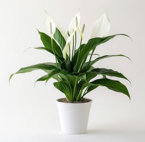 White Spathiphyllum Flower Seeds for Planting – Heirloom, Non-GMO, High Germination