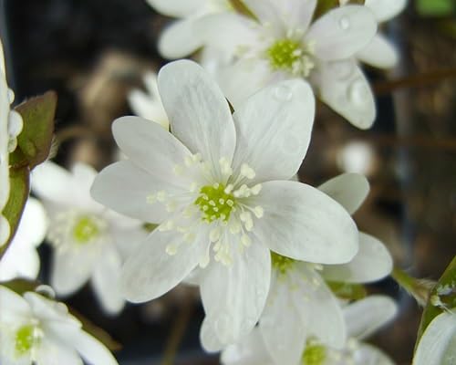 White Hepatica Nobilis Flower Seeds for Planting Heirloom Non-GMO High Germination Organic Garden Seeds