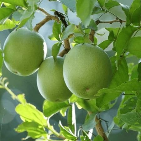 Aegle Marmelos Seeds – Heirloom, Non-GMO, High Germination Organic Garden Seeds