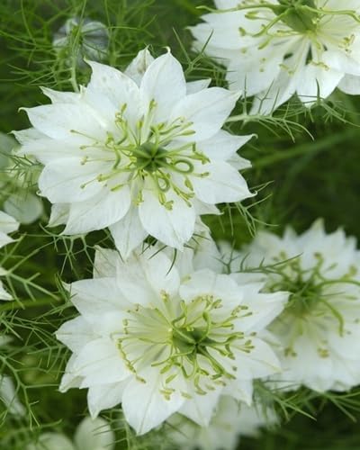 White Nigella Damascena Flower Seeds Heirloom Non-GMO High Germination Organic Garden Seeds