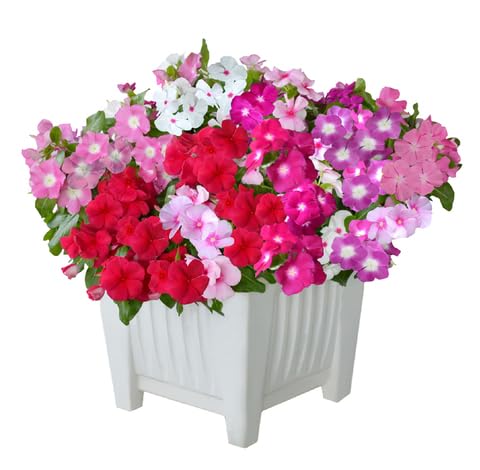 mixed vinca flower seeds