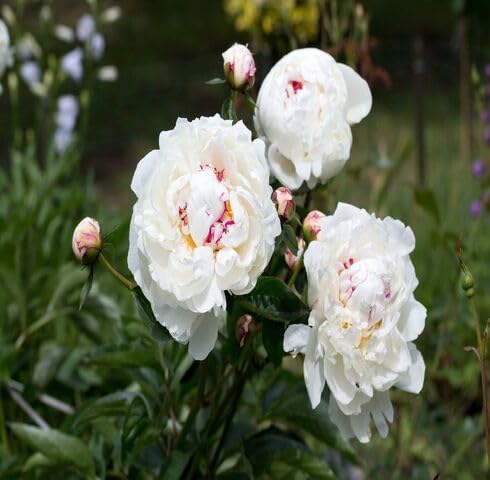 white peony flower seeds