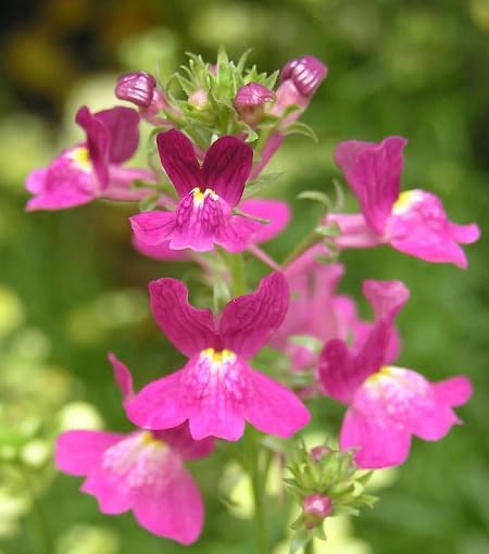 Pink Linaria Maroccana Flower Seeds – Seeds for Planting, Heirloom, Non-GMO, High Germination Organic Garden Seeds
