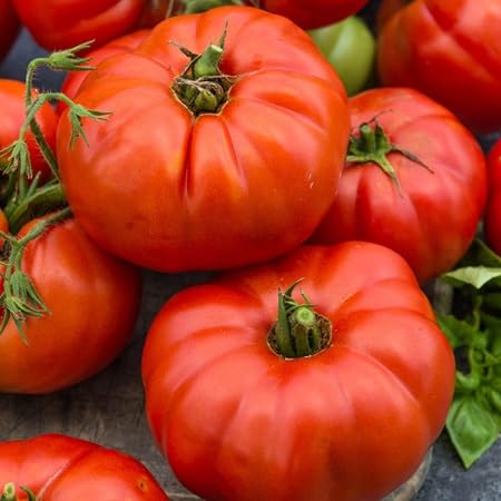 Tomato Seeds – Heirloom, Non-GMO, High Germination Organic Garden Seeds Planting