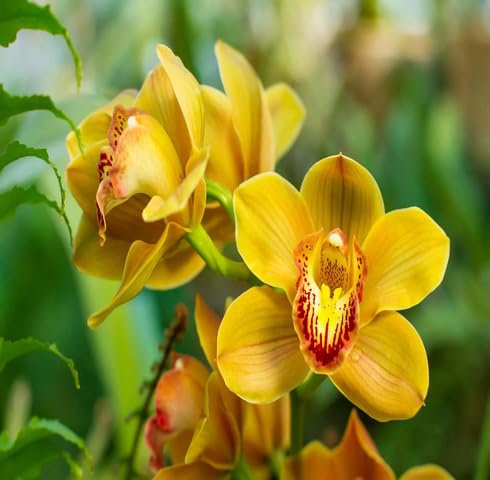 yellow orchid flower seeds