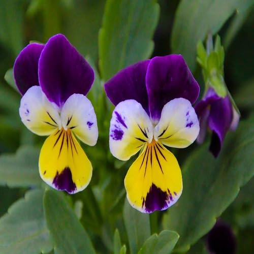 Tricolor Pansy Flower Seeds – Heirloom, Non-GMO, High Germination Organic Seeds