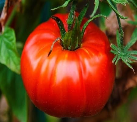 Red Tomato Seeds – Heirloom, Non-GMO, High Germination Organic Garden Seeds Planting