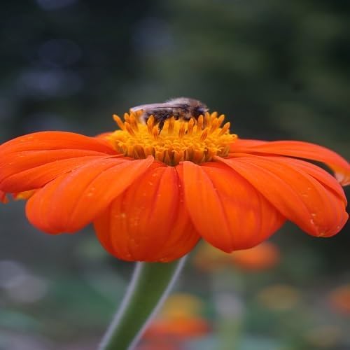 Tithonia Torch Flower Seeds – Heirloom, Non-GMO, High Germination Organic Seeds