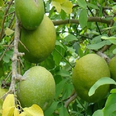 Aegle Marmelos Seeds – Heirloom, Non-GMO, High Germination Organic Garden Seeds