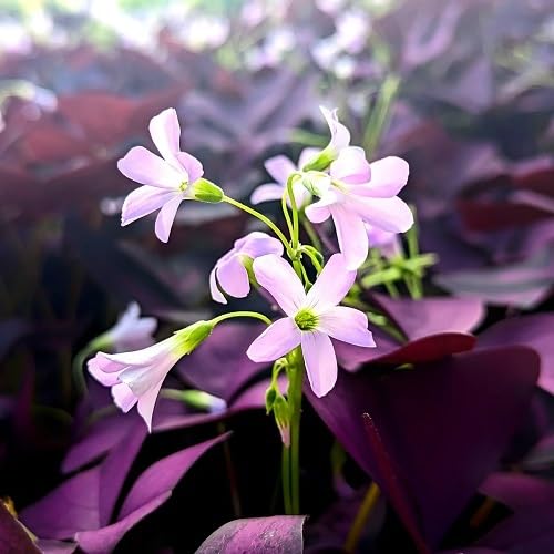 Oxalis Flower Seeds – Heirloom, Non-GMO, High Germination Organic Garden Seeds for Planting