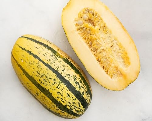 Squash Green Seeds – Heirloom, Non-GMO, High Germination Organic Garden Seeds Planting