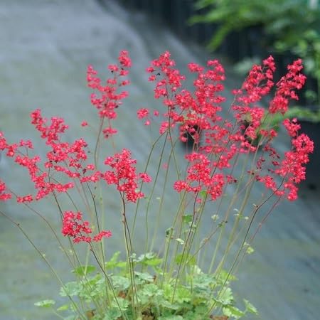 Red Heuchera Sanguinea Flower Seeds – Heirloom Non-GMO High Germination Organic Garden Seeds for Planting