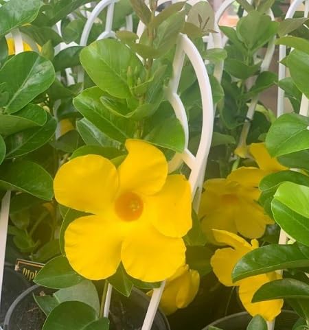 Yellow Sanderi Flower Seeds Heirloom Non-GMO High Germination Organic Garden Seeds for Planting