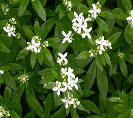 Balsamine Flower Seeds – Heirloom, Non-GMO, High Germination Organic Garden Seeds for Planting