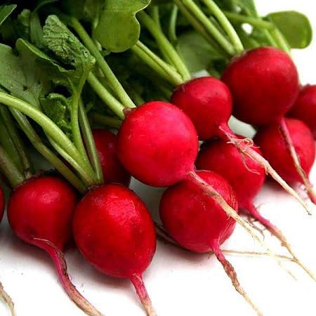 Radish Seeds – Heirloom, Non-GMO, High Germination Organic Garden Seeds Planting