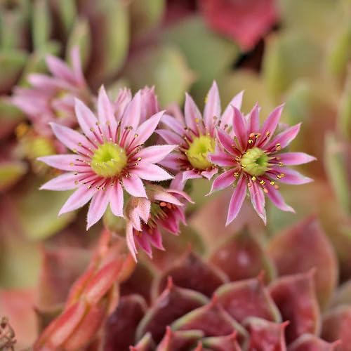 Rosa Sempervivum Blumensamen zum Pflanzen – Erbstück, gentechnikfrei, hohe Keimrate Bio-Gartensamen