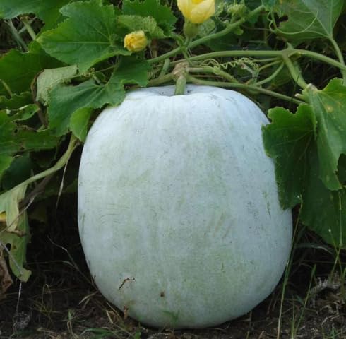 White Ash Gourd Seeds – Heirloom, Non-GMO, High Germination Organic Garden Seeds Planting
