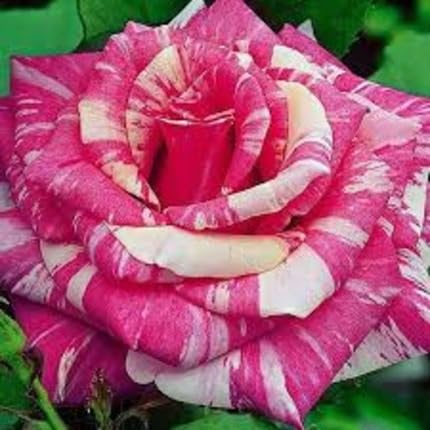Rose Flower Seeds for Planting – Heirloom Non-GMO High Germination Organic Garden Seeds