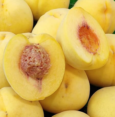 Yellow Peach Seeds – Heirloom, Non-GMO, High Germination Organic Garden Seeds