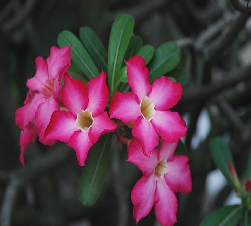Adenium Flower Seeds for Planting – Heirloom Non-GMO High Germination Organic Garden Seeds