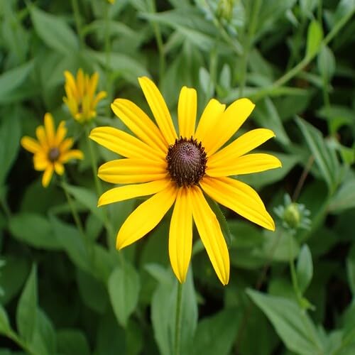 Giant Rudbeckia Flower Seeds for Planting – Heirloom, Non-GMO, High Germination Organic Garden Seeds
