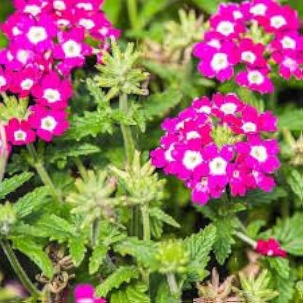 verbena hybrida flower seeds