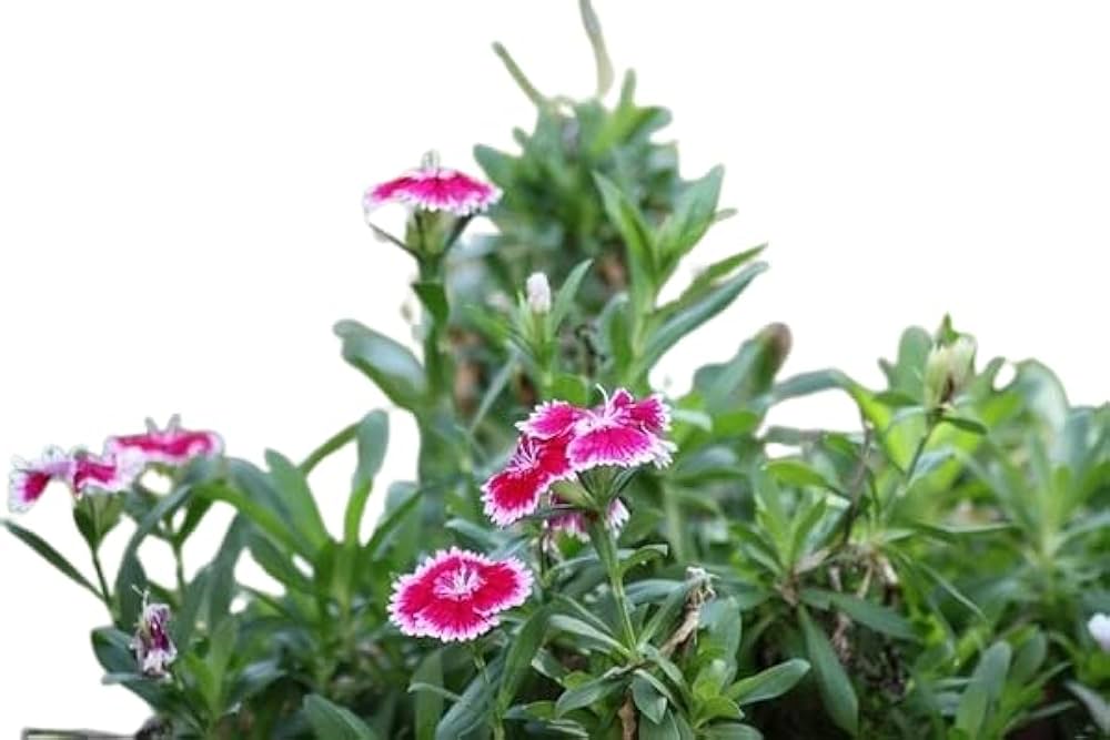 chinese pinks flower seeds