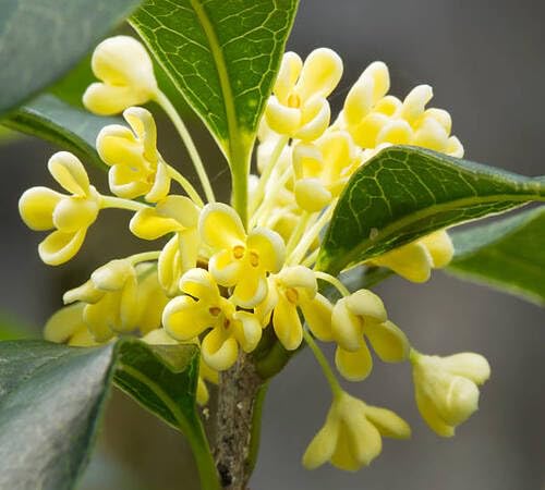 Yellow Osmanthus Flower Seeds – Heirloom, Non-GMO, High Germination Organic Garden Seeds