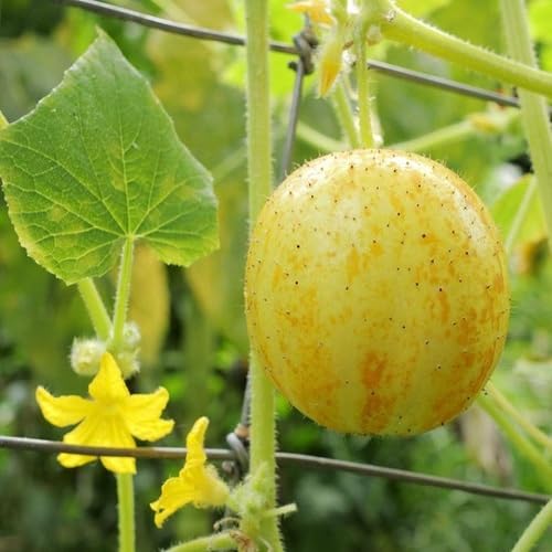 Gelbe Cucumis Sativus Samen Erbstück gentechnikfrei hohe Keimrate Bio-Gartensamen zum Pflanzen