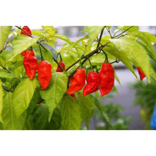 Semillas de chile rojo – Heirloom, sin OMG, alta germinación, para siembra en huerto ecológico
